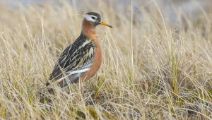 Zlatują do nas na zimę, nie boją się ludzi. W wodzie są jak korki