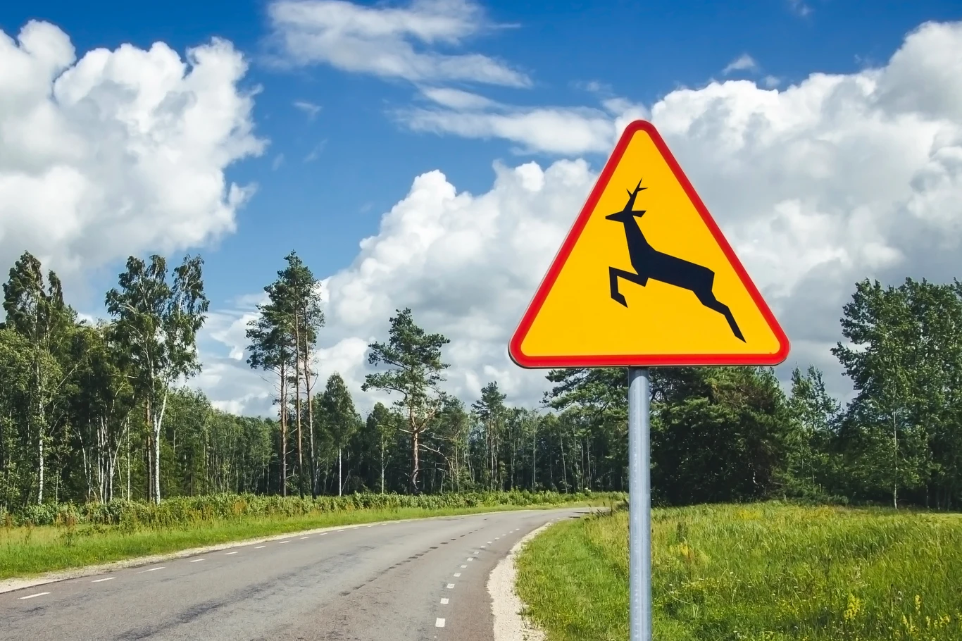 Ostrzega, ale nie chroni. Znak A-18b bywa kluczowy przy odmowie odszkodowania. Ostrzegawczy znak drogowy z sylwetką jelenia przy asfaltowej drodze w otoczeniu zielonego lasu, pod błękitnym, częściowo zachmurzonym niebem.