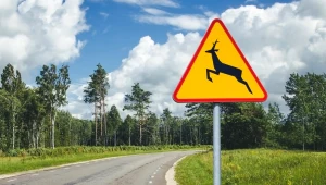 Przegapił znak A-18b i rozbił auto. Ubezpieczyciel odmówił wypłaty