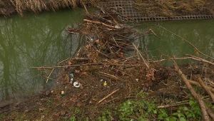 Awantura o bobry na Wilanowie. Zbudowały tamę m.in. ze śmieci