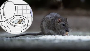 Wyskakują z toalet w amerykańskim stanie. Władze wydały oficjalny poradnik