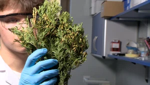 Nietypowy pomysł Polaków. Są naturalne i mogą ochronić popularne warzywa