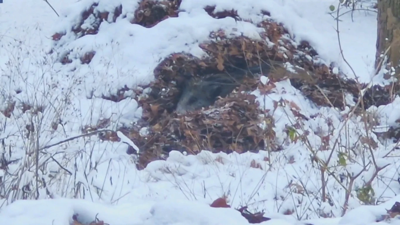 Kryjówka dzika wśród śniegu i liści, dobrze zamaskowane zwierzę jest ledwo widoczne, otoczone zimową leśną scenerią.