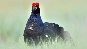 To wydawało się niemożliwe. Do lasów w Polsce wraca wielki kurak