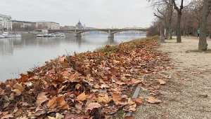 Budapeszt przestał grabić liście. Efekt jest zaskakujący