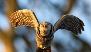 Nowy ptak pojawił się w Polsce. Wygląda trochę jak jastrząb. Ten wzrok!