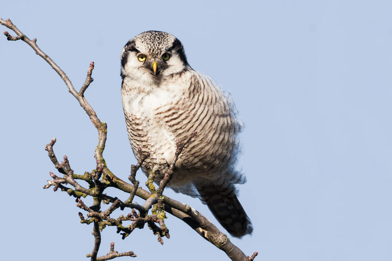 Sowa siedząca na nagiej gałęzi drzewa na tle jasnego nieba, futro w odcieniach szaro-białych z wyraźnymi prążkami, intensywne żółte oczy skupione na obserwacji otoczenia.
