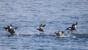 Czarny ptak wylądował w Polsce nad Bałtykiem. Naukowcy przecierają oczy