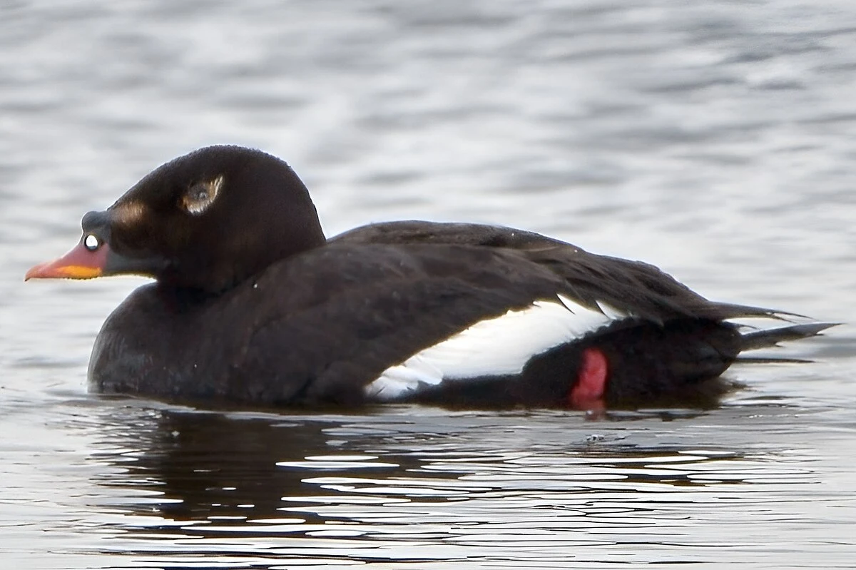 Czarna kaczka z białymi plamami na skrzydłach i pomarańczowym dziobem płynie po spokojnej wodzie.