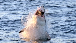 Tu kiedyś było mnóstwo rekinów. Zniknęły, bo pływa ktoś większy