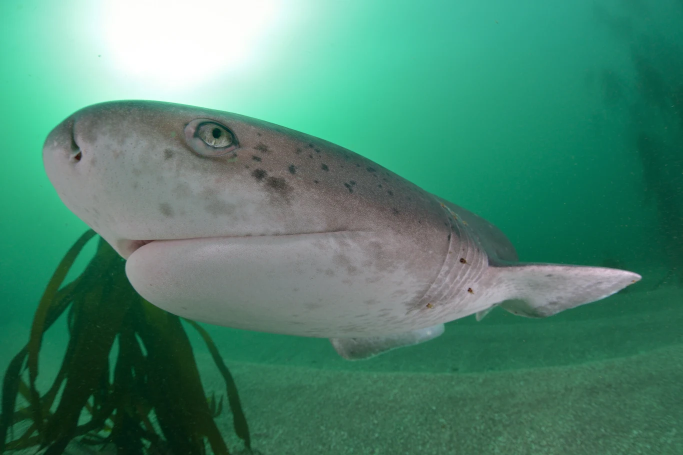 Rekin pływający w zielonkawej wodzie, zbliżenie na jego głowę i oko, w tle widoczne są rośliny morskie oraz piasek na dnie.
