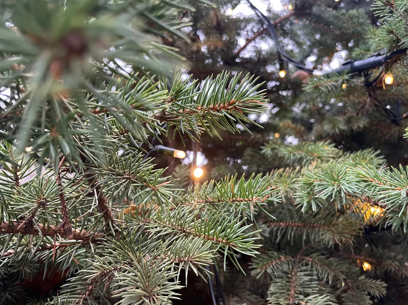 Gałązki świerku z bliska z delikatnie rozświetlonymi lampkami dekoracyjnymi w tle tworzącymi ciepłą, świąteczną atmosferę.