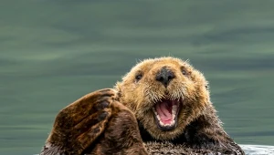 Najpierw wybili je myśliwi. Nagle pojawiły się jeżowce zombie i rekiny