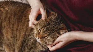 Dlaczego kot wybiera swojego "ulubionego człowieka"? Wcale nie chodzi o jedzenie