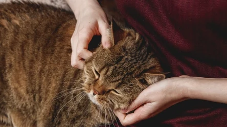 Koty są wdzięczne nie tylko za smaczne przekąski. Kluczowa jest dla nich bliskość i poczucie bezpieczeństwa