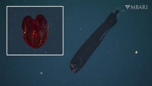 Niezwykłe stworzenia głębin, których nie spotkasz nigdzie indziej