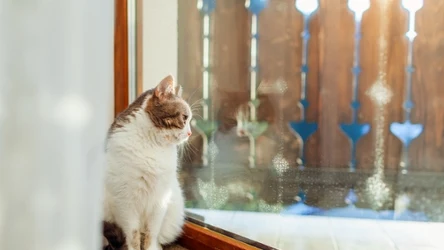 Na jak długo kot może pozostać sam w domu? Nie każdy o tym wie