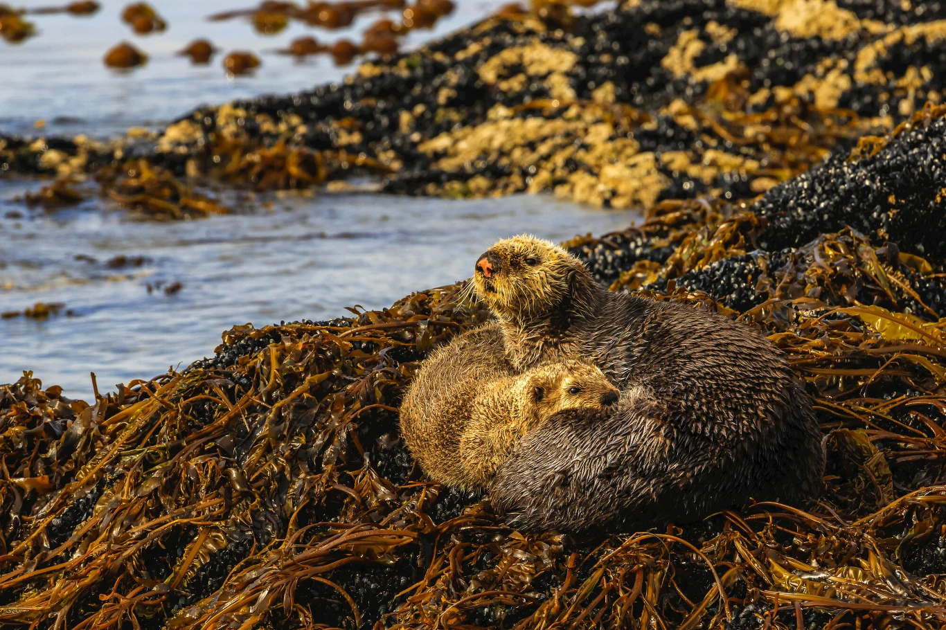 Wydra morska leży na brunatnych wodorostach przy brzegu, tuli przy sobie młode. Spokojna scena z plaży w naturalnym środowisku, obie wydry mają mokre futro i patrzą w stronę otwartej wody.