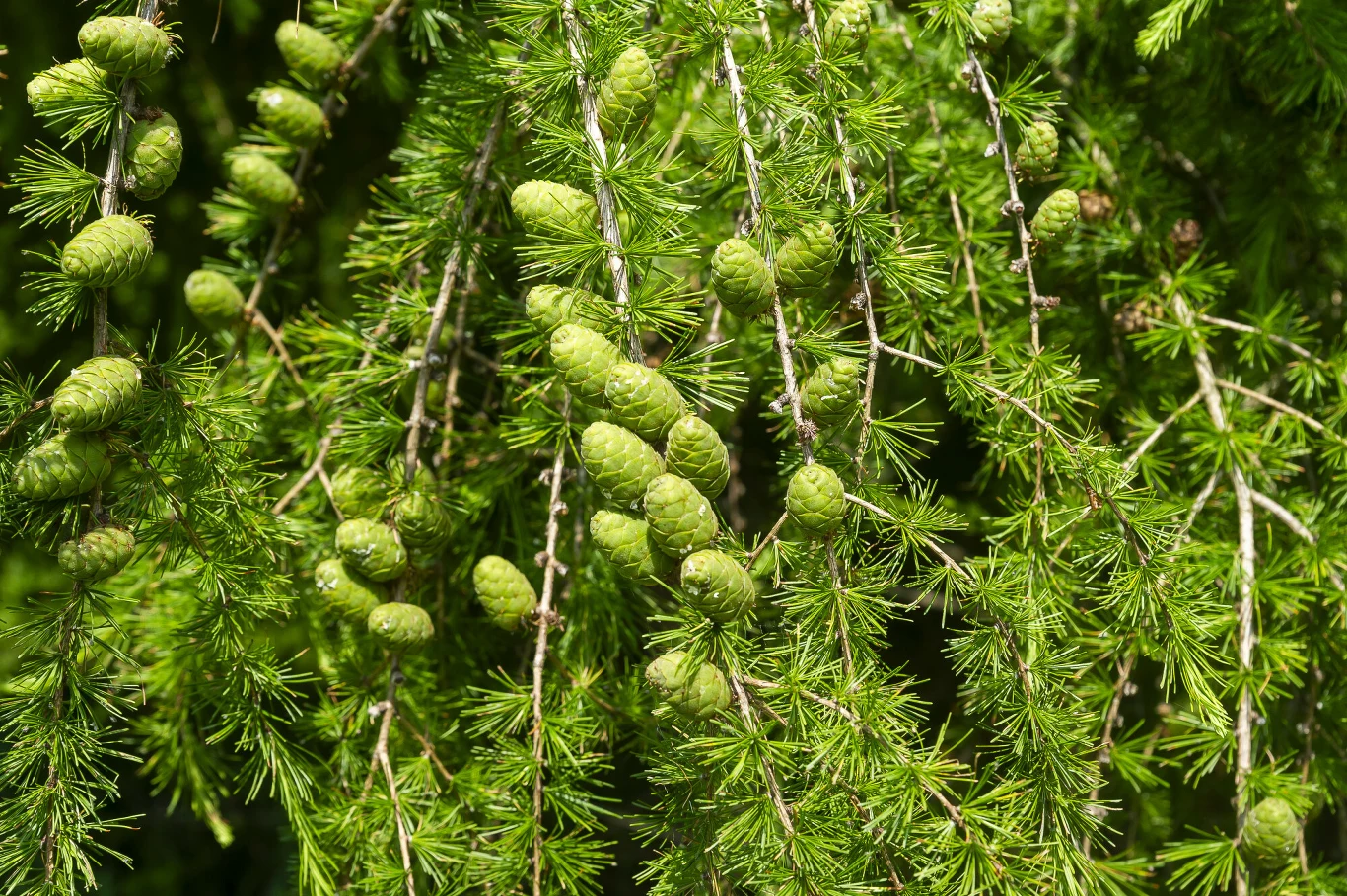 Modrzew nie nadaje się na choinkę Gałązki drzewa iglastego z licznymi jasnozielonymi szyszkami wśród gęstych, cienkich igieł.