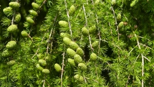 Modrzew nie nadaje się na choinkę