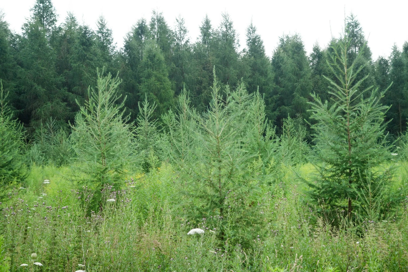 Drewno modrzewia ma ciepłą barwę Drewno modrzewia ma ciepłą barwę