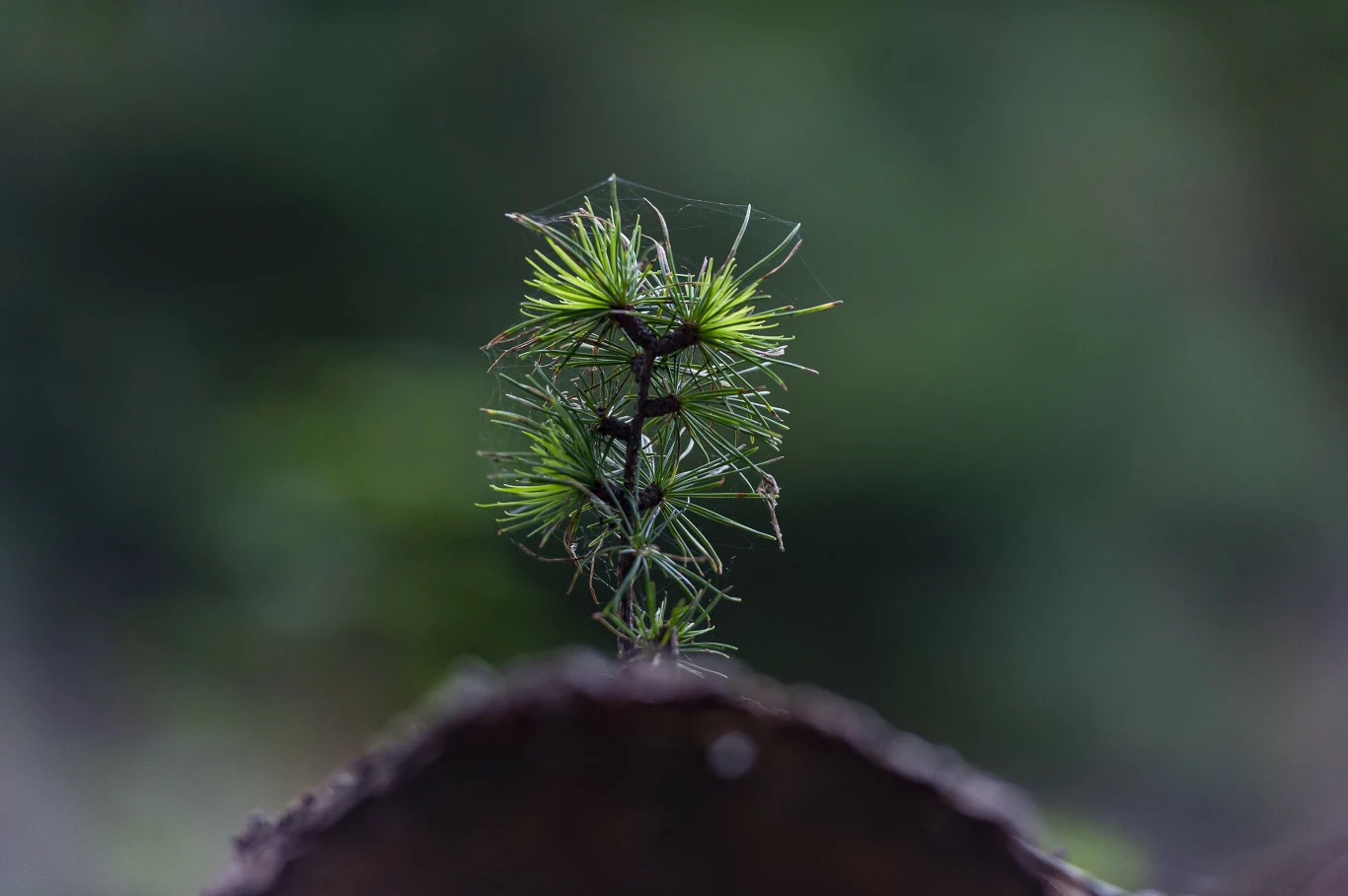 Młoda sosna wyrasta z pnia drzewa, jej gałązki pokrywają krople rosy, a na igłach widoczne są pajęczyny. Tło jest rozmyte w zielonych odcieniach, przez co drzewko wyróżnia się na pierwszym planie.