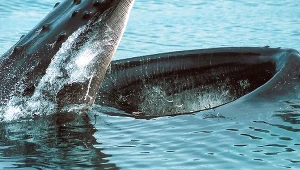 W Arktyce krąży wirus o śmiertelnym potencjale. Jest w oddechach wielorybów