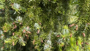 Świerk serbski to iglak, który idealnie sprawdzi się w roli żywopłotu