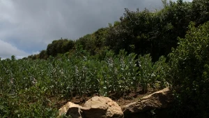 Drony zniszczą uprawy koki. Kolumbia użyje trujących chemikaliów