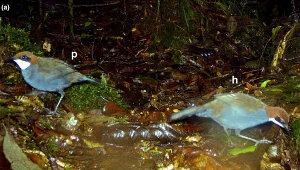 Odkryli tajemniczego ptaka. Chodzi po lesie piechotą, woli nie latać