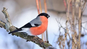 Obserwacja gila w ogrodzie to duża radość, ale i ważny sygnał