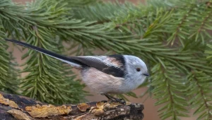 Polacy pokochali raniuszka. Dla niego rodzina jest najważniejsza