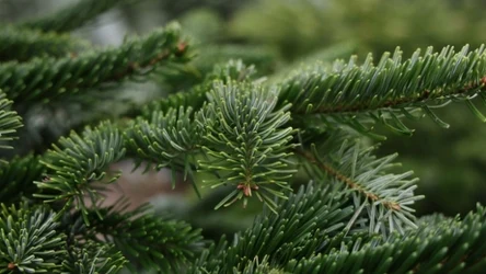 Jak pozbyć się owadów i pajęczaków z choinki?