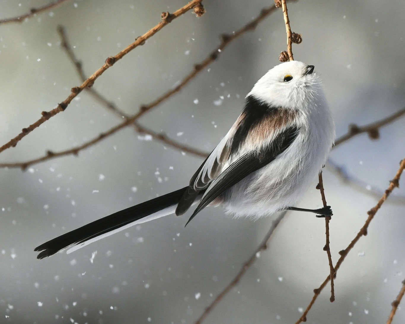 Mały ptak o białym, puszystym upierzeniu z czarnymi i szarymi akcentami siedzi na cienkiej, nagiej gałązce w zimowej scenerii, wokół unoszą się płatki śniegu.