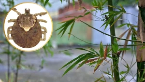 Odkryli nowe kleszcze z Azji. Niesłychane, które zwierzę je przenosi