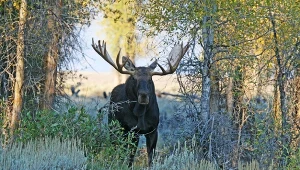 Spektakularne widowisko w polskim lesie. Chodzi o białego łosia