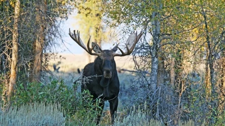 Standardowo łoś ma kolor brązowy. Zdarzają się jednak bardzo rzadkie wyjątki 