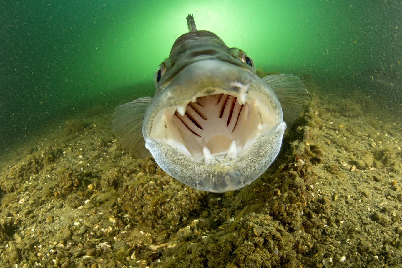 Sandacz to ryba o wielkiej paszczy. Potrafi schwytać w nią inną rybę albo żabę Ryba podwodna z otwartą szeroko paszczą, widoczna z przodu na tle piaszczystego lub mulistego dna i zielonkawego światła.