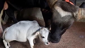 Zagrali zwierzętom w zoo muzykę. "Nie spodziewaliśmy się, że tak zareagują"