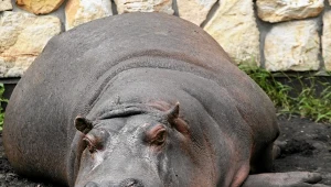 Polskie zoo przekazało złe wieści: odeszła królowa, oddała koronę