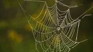 Kiedyś nie było takich luksusów jak dziś. Legenda głosi, że ludziom wystarczyła sieć utkana przez pająka