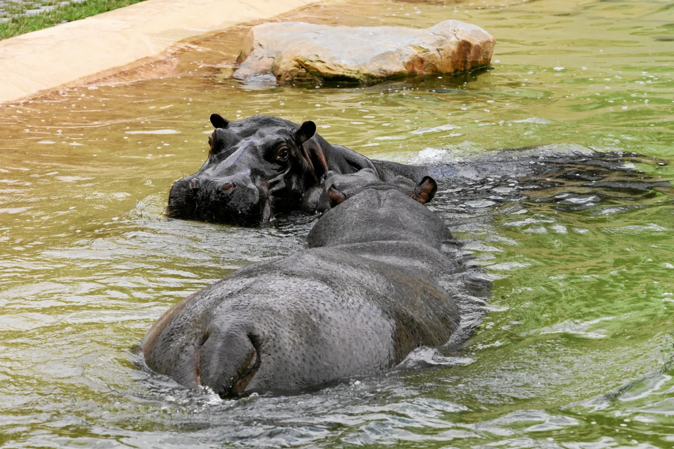 Dwa hipopotamy zanurzone w wodzie, widoczne niemal całkowicie, jeden zwrócony pyskiem w kierunku aparatu, drugi częściowo zanurzony, w tle fragment brzegu wyłożony kamieniami.