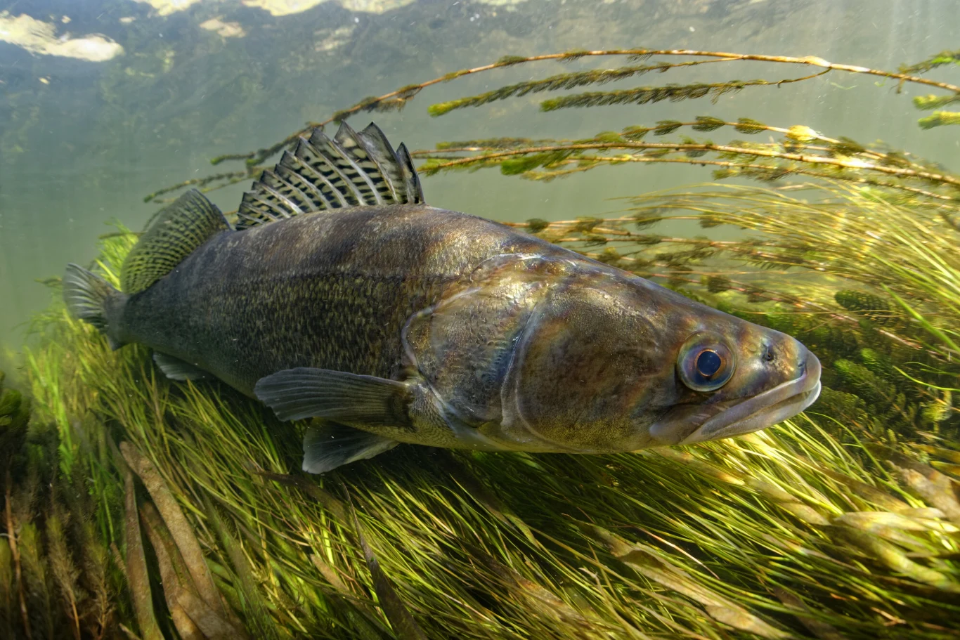 Sandacz zanurzony w gęstych roślinach wodnych, częściowo spoczywający na zielonych łodygach pod powierzchnią wody.