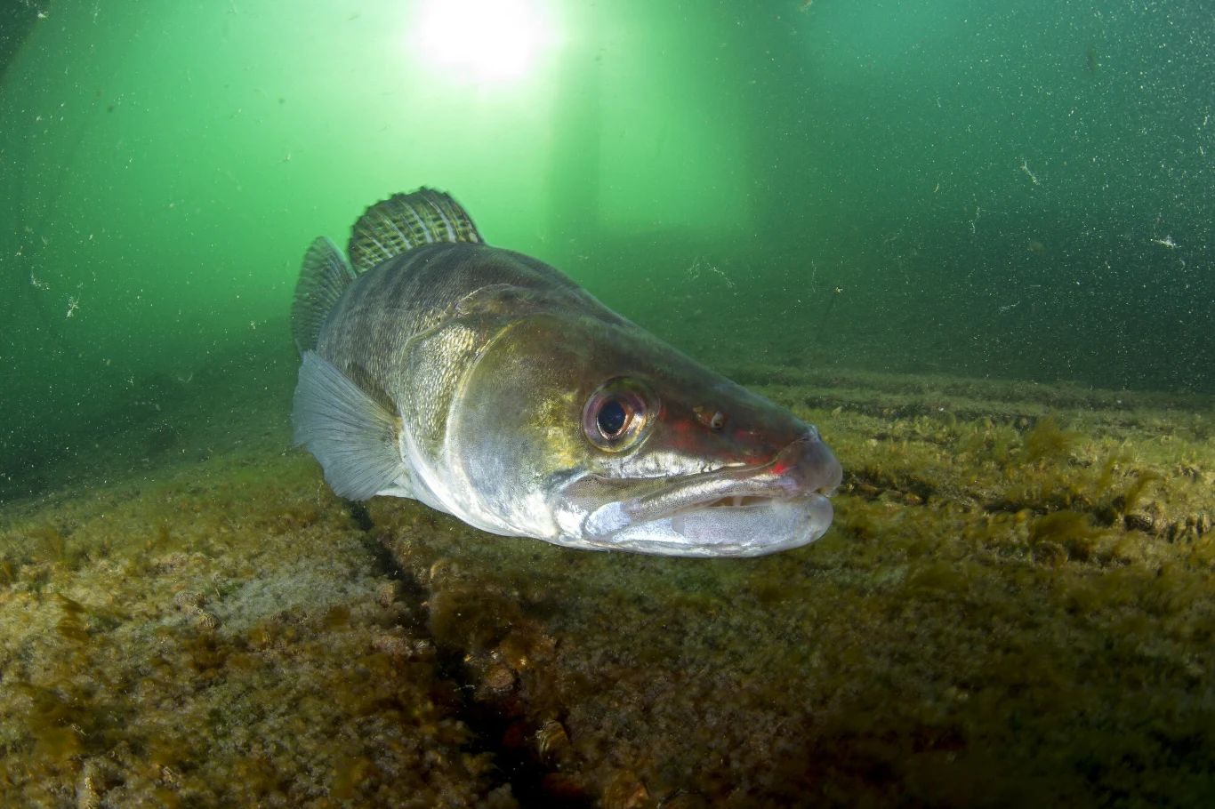 Sandacz leżący na dnie jeziora, otoczony zielonkawą wodą z rozproszonym światłem docierającym z góry. Ryba widoczna z przodu, skoncentrowana na aparacie, szczegóły łusek i płetw dobrze widoczne.