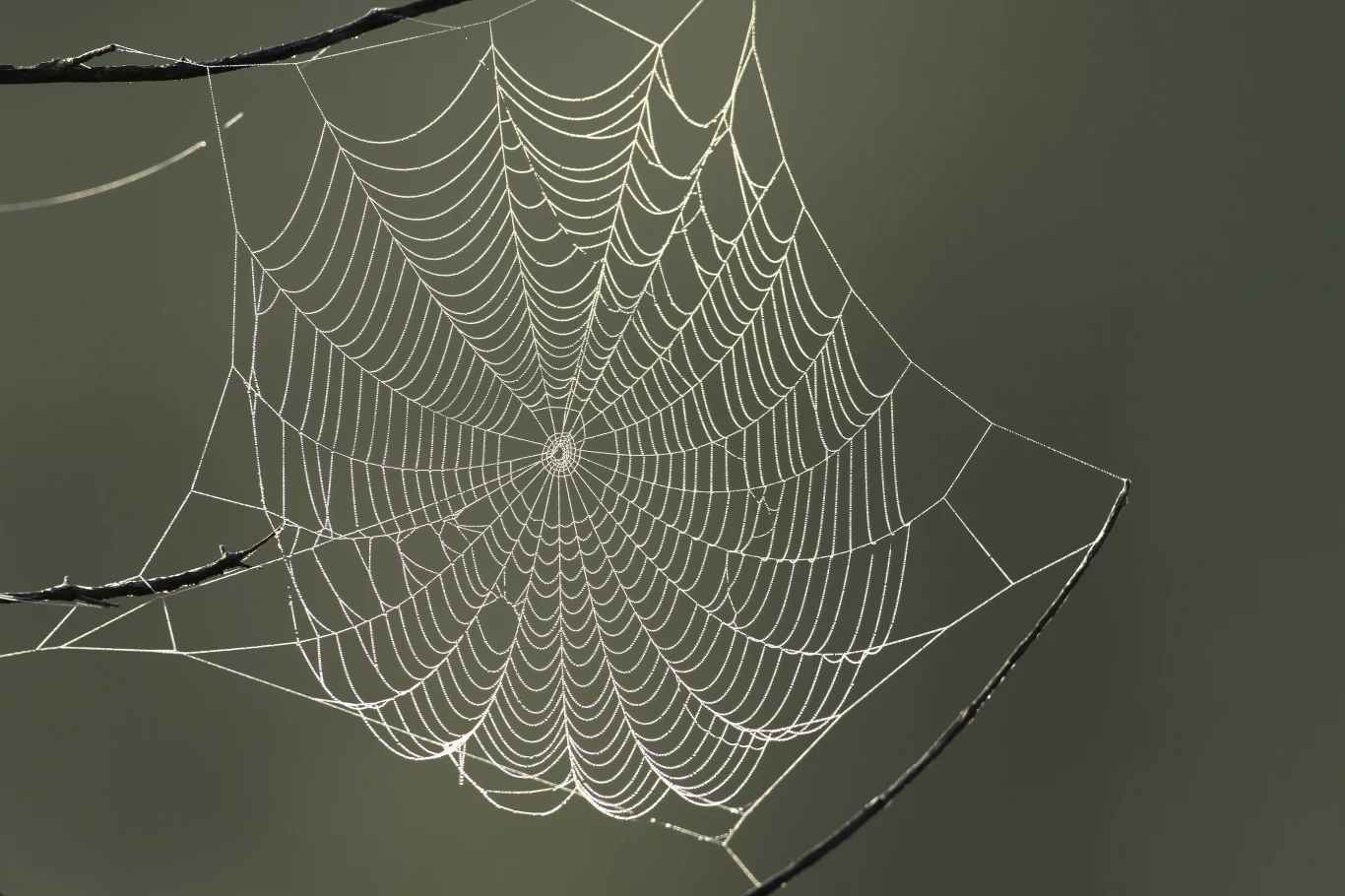 Cienka pajęczyna rozciągnięta między dwiema cienkimi gałęziami na tle rozmytego, szarego tła, regularny kształt i geometryczne wzory nici pajęczych są głównym elementem kompozycji.