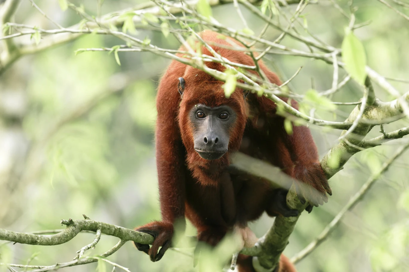 Czerwony zawołaniec siedzi na gałęzi drzewa otoczony zielonymi liśćmi, patrząc prosto w obiektyw. Tło tworzą rozmyte, jasne elementy roślinności.