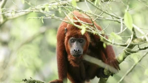 Wyjec rudy to jeden z najgłośniejszych ssaków