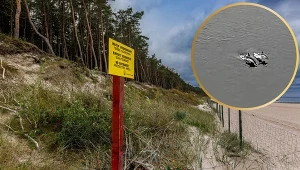 Tajemniczy goście u polskich brzegów. Myśleli, że to morświny. Pomylili się