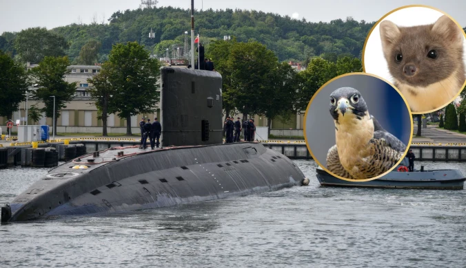 Polskie okręty podwodne zwyczajowo noszą nazwy zwierząt. Tu jedyny pływający ORP Orzeł