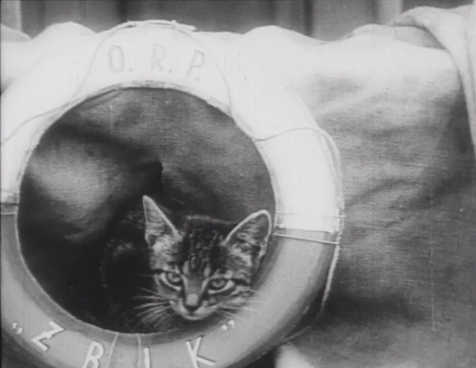 Mały kot siedzi wewnątrz koła ratunkowego z napisem O.R.P. ZBIK, które jest oparte o materiałową powierzchnię.